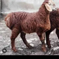 فروش گوسفند زنده با خدمات کامل و رایگان