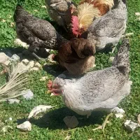 ۴ مرغ محلی تخم گزار  دونه ۸۰۰