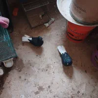 یک جفت دم سفیدباچهارتاسبزماده