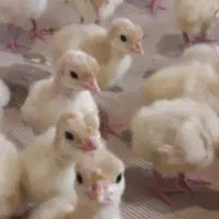 جوجه یک روزه بیوتی