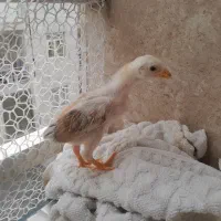 جوجه لاری اوشامو