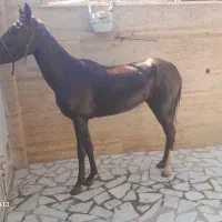 مادیان عرب ایرانی خالص