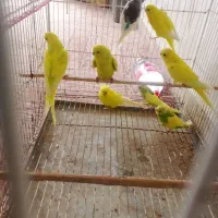 مرغ عشق و فنچ|پرنده|گنبد کاووس, |دیوار