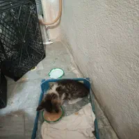 واگذاری رایگان بچه گربه