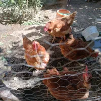 مرغ رسمی گلپایگانی تخم‌گذاردرشت وسنگین