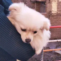 سگ پامرانین خرسی ریز قیمت فقط 11نیم سرخس|سگ|مشهد, بهارستان|دیوار