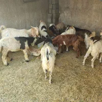 کهره نر|حیوانات مزرعه|وحدتیه, |دیوار