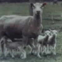 همزمان سازی وچندقلو زایی دام‌های سبک وسنگین