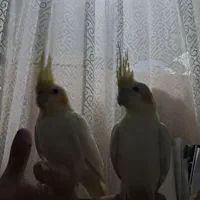 عروس هلندی لوتینوودارچینی