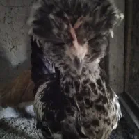 چند عدد مرغ خروس تیمچه