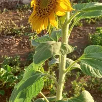 زمین کشاورزی اجاره ای