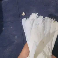 کفتر|پرنده|اهرم, |دیوار