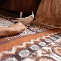 البینو نر فول دستی|پرنده|میاندوآب, |دیوار