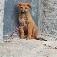 یک جفت توله سگ سرابی|سگ|مبارکه, |دیوار