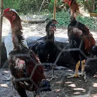 خروس لاری