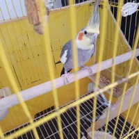 طوطی ماده مست آماده جفت گیری اهویی