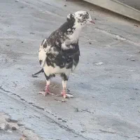 دوتا جوجه پرشی یه نر پرشی کاکل دار موش پا|پرنده|قم, زنبیل آباد|دیوار