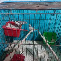 فنج|پرنده|میناب, |دیوار