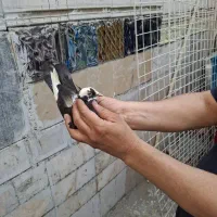 معاوضه شازده کاکلی ماده با نر