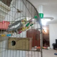 عروس هلندی