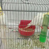 ۲  عروس هلندی