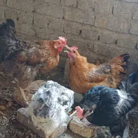 مرغ رسمی