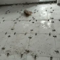 کاشی کاشی کاری رفع نم سرامیک کاری همه جای کرج|خدمات پیشه و مهارت|کرج, ساسانی (قلمستان)|دیوار