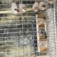 فنچ نرگسی|پرنده|شیراز, سرو|دیوار