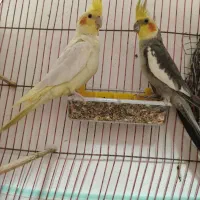 عروس هلندی مولد|پرنده|بندرعباس, |دیوار