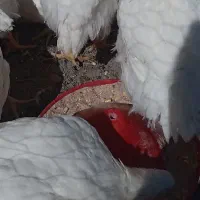 مرغ سفیدتخم گذار