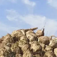 چغندرقند درجه یک|لوازم جانبی حیوانات|گناباد, |دیوار