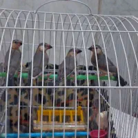 ۴ عدد فنج نرگسی اصیل