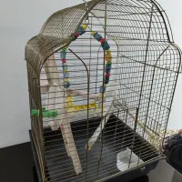 قفس طوطی یا عروس هلندی