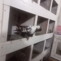 ککیلی نرقزقن قره گوز