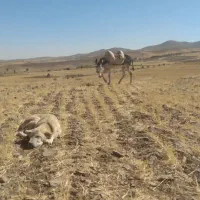 خر ماده|حیوانات مزرعه|کبودرآهنگ, |دیوار