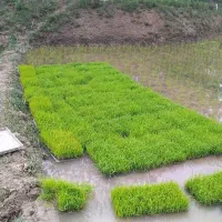 نشا برنج هاشمی درجه یک سورتینگ جهاد