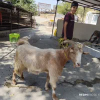 (مرکزدام)جهت فروش زنده برا قربانی نذری نذورات مصرف|حیوانات مزرعه|تهران, جنت‌آباد مرکزی|دیوار