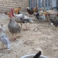 مرغ و خروس و بوقلمون|حیوانات مزرعه|ایذه, |دیوار