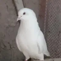 کبوتر