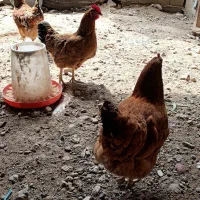 مرغ محلی(تخم گذار)