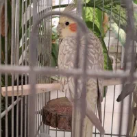 عروسی هلندی|پرنده|قصرشیرین, |دیوار