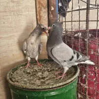 پرنده|پرنده|اهواز, منازل سپاه|دیوار