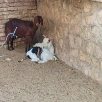 بز کهره دار دوقلو زا|حیوانات مزرعه|ششده و قره بلاغ, |دیوار