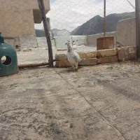 کبوتر بزک پلاکی نر