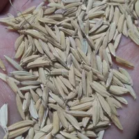 شالی دمسیاه