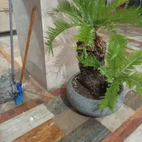 تختچه سیکاس ژاپنی