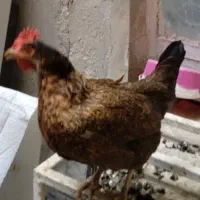 مرغ محلی تخم گذار