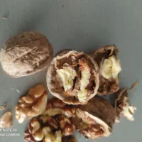 گردوی ارگانیک امسال.منطقه کردان کرج.محصول باغ شخصی|خوردنی و آشامیدنی|تهران, سید خندان (جلفا)|دیوار