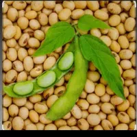 فروش سویا آرین سر مزرعه