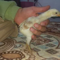 جوجه لاری اصیل